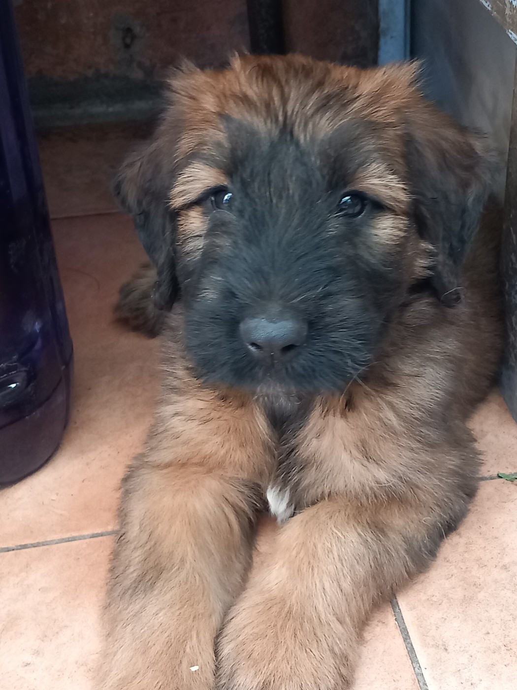 de la Prevote de Saint Vaast - Chiots disponibles - Berger de Brie