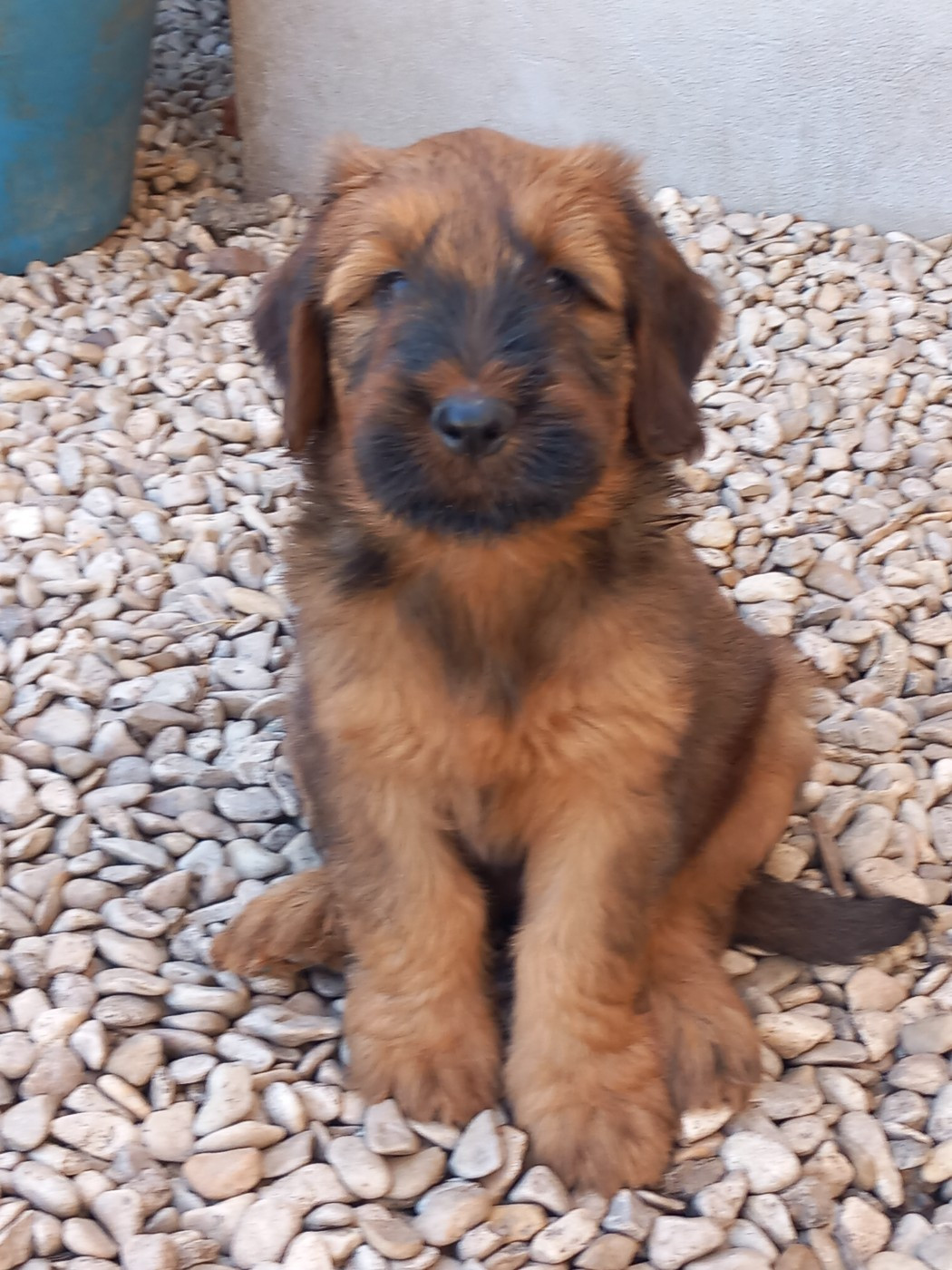 de la Prevote de Saint Vaast - Chiots disponibles - Berger de Brie