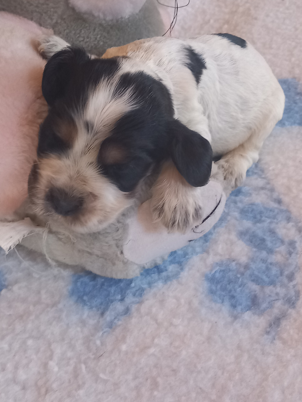 de la Prevote de Saint Vaast - Chiots disponibles - Cocker Spaniel Anglais