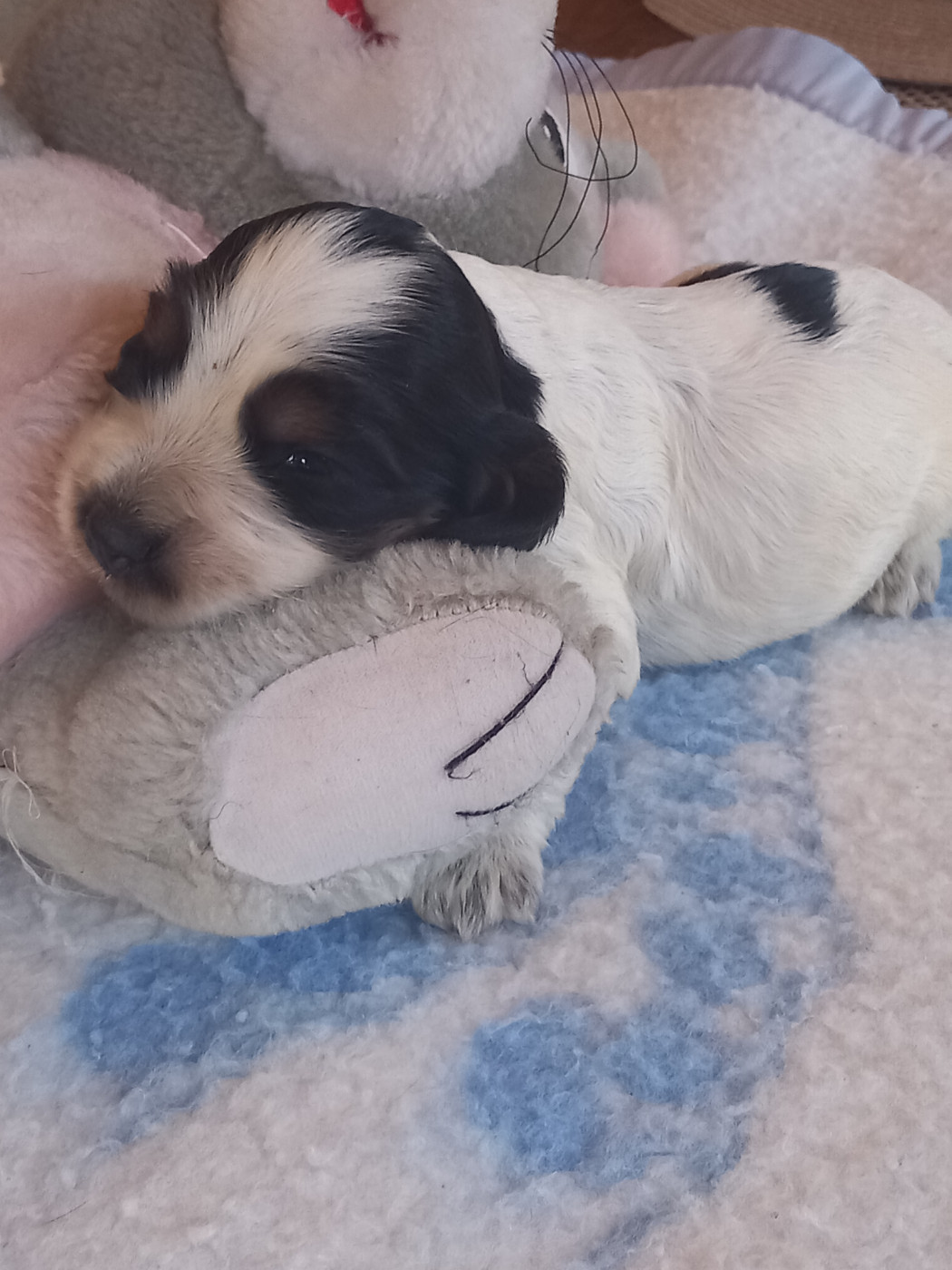 de la Prevote de Saint Vaast - Chiots disponibles - Cocker Spaniel Anglais