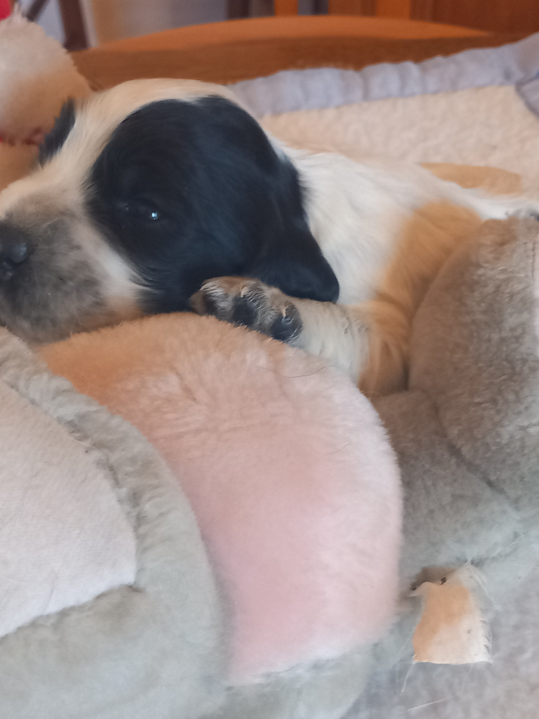 de la Prevote de Saint Vaast - Chiots disponibles - Cocker Spaniel Anglais