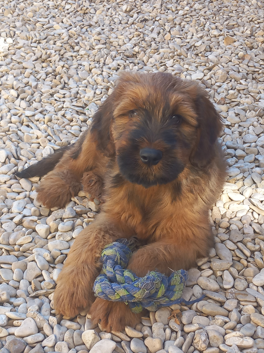 de la Prevote de Saint Vaast - Chiots disponibles - Berger de Brie