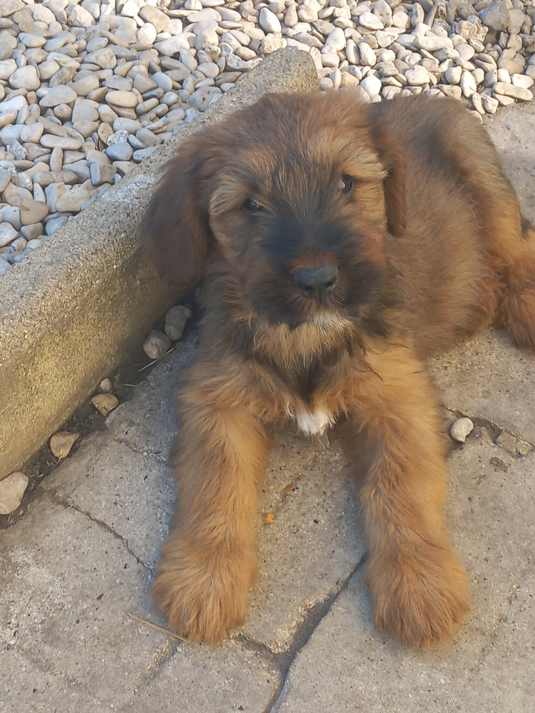 de la Prevote de Saint Vaast - Chiots disponibles - Berger de Brie