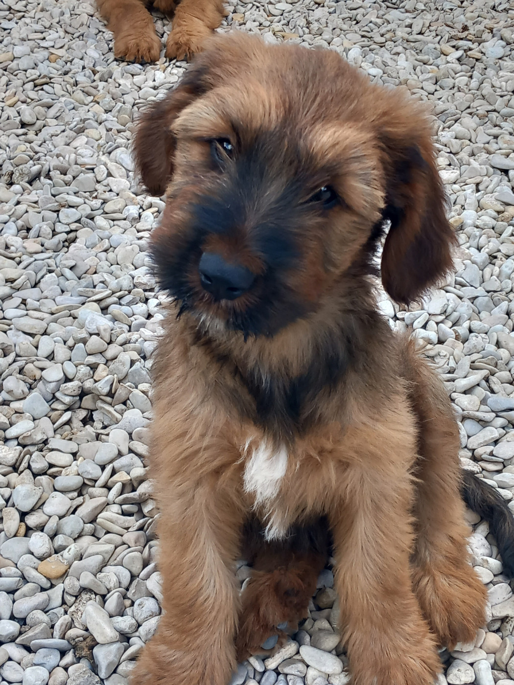 de la Prevote de Saint Vaast - Chiots disponibles - Berger de Brie