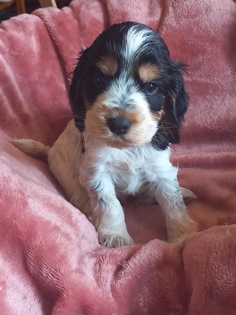 de la Prevote de Saint Vaast - Chiots disponibles - Cocker Spaniel Anglais