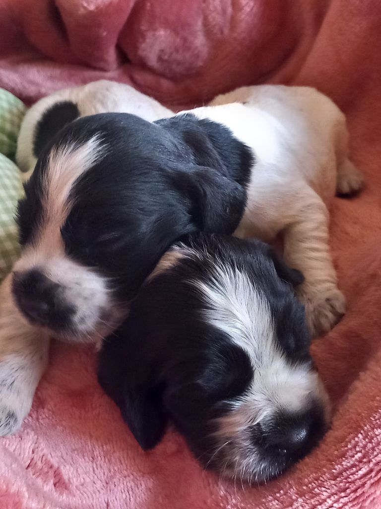de la Prevote de Saint Vaast - Chiots disponibles - Cocker Spaniel Anglais