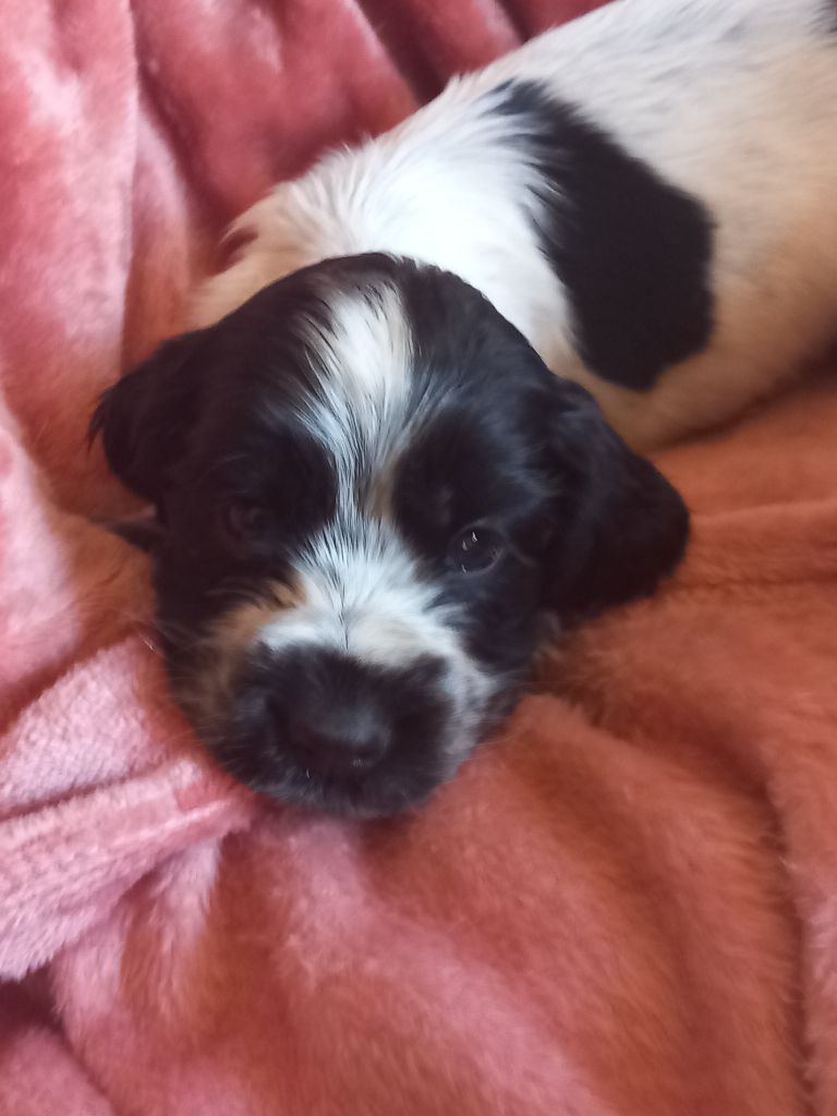 de la Prevote de Saint Vaast - Chiots disponibles - Cocker Spaniel Anglais