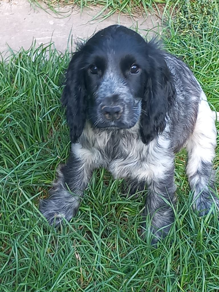 de la Prevote de Saint Vaast - Chiots disponibles - Cocker Spaniel Anglais