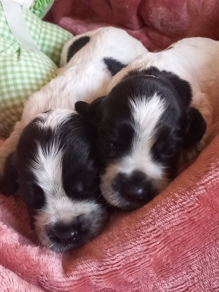 de la Prevote de Saint Vaast - Chiots disponibles - Cocker Spaniel Anglais