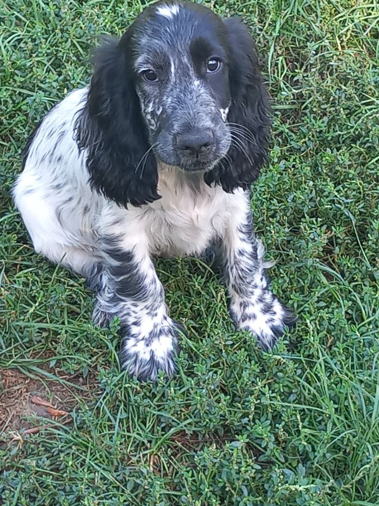 de la Prevote de Saint Vaast - Chiots disponibles - Cocker Spaniel Anglais
