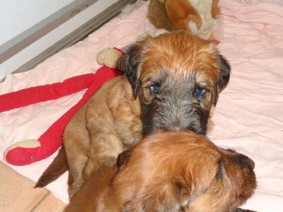 TIMBA