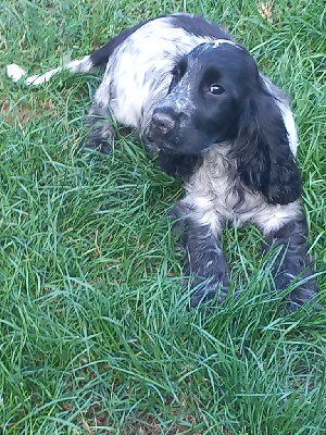 Atom 