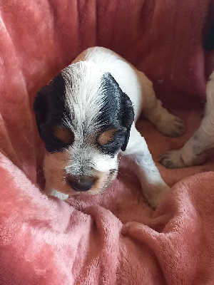 Ares 