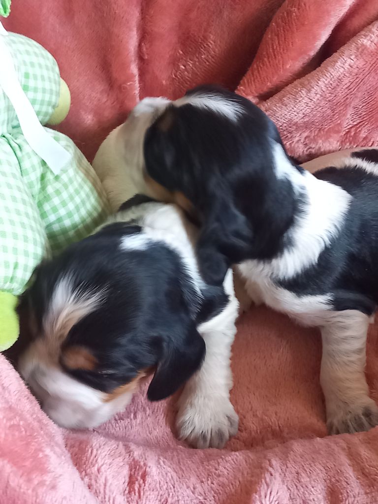 de la Prevote de Saint Vaast - Chiots disponibles - Cocker Spaniel Anglais
