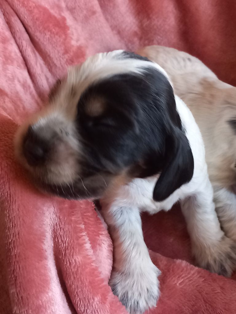 de la Prevote de Saint Vaast - Chiots disponibles - Cocker Spaniel Anglais