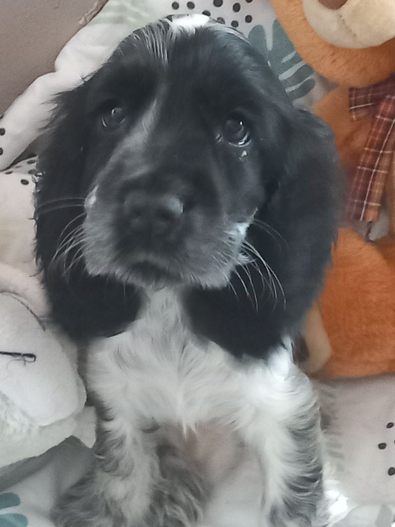 de la Prevote de Saint Vaast - Chiots disponibles - Cocker Spaniel Anglais