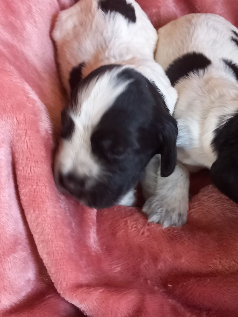 de la Prevote de Saint Vaast - Chiots disponibles - Cocker Spaniel Anglais