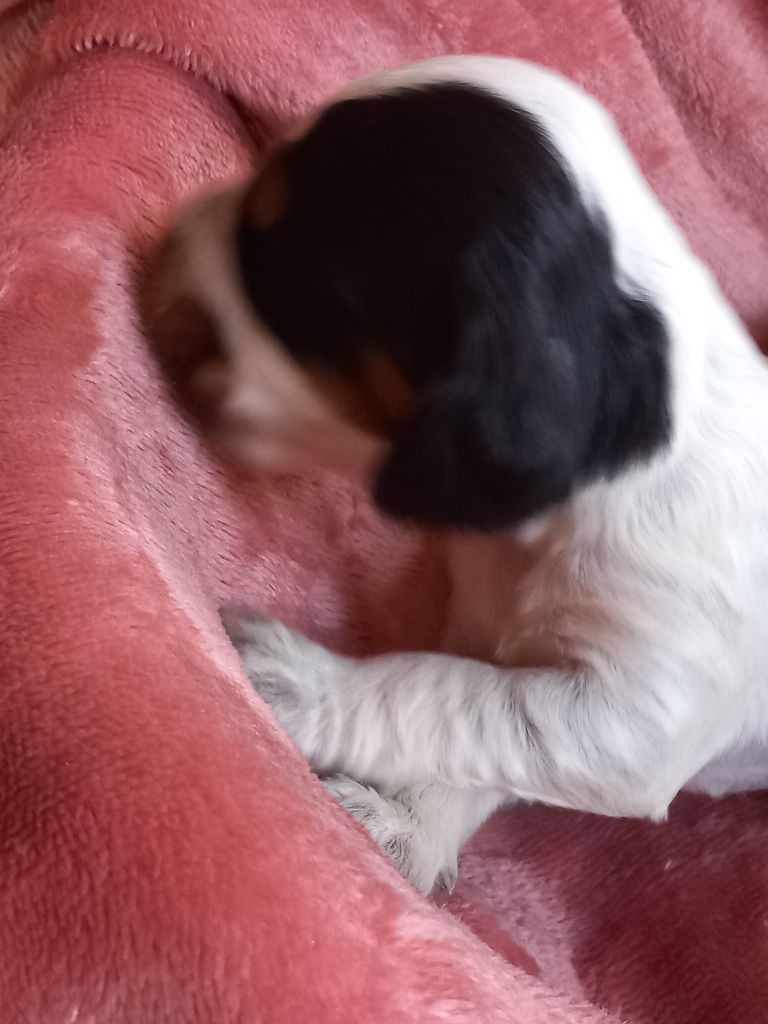 de la Prevote de Saint Vaast - Chiots disponibles - Cocker Spaniel Anglais