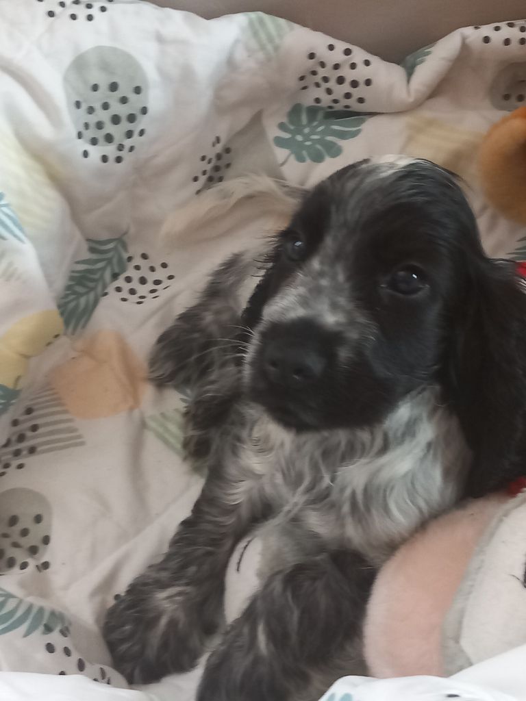 de la Prevote de Saint Vaast - Chiots disponibles - Cocker Spaniel Anglais