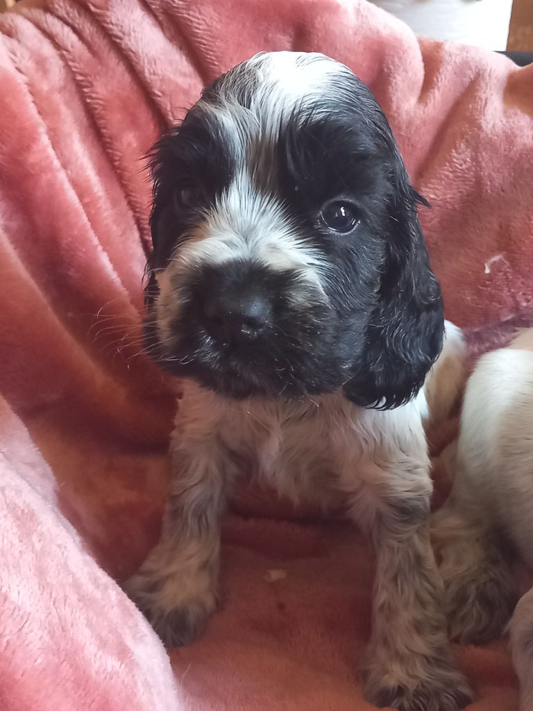 de la Prevote de Saint Vaast - Chiots disponibles - Cocker Spaniel Anglais