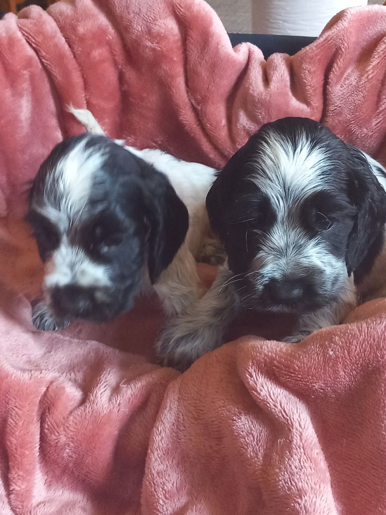 de la Prevote de Saint Vaast - Chiots disponibles - Cocker Spaniel Anglais